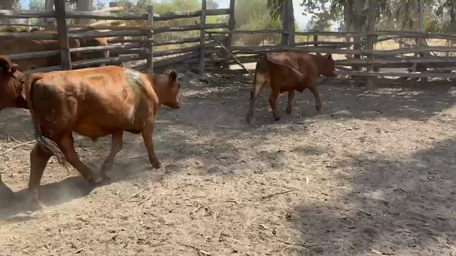 Lote 25 Novillo Engorda