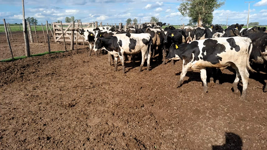 Lote 57 Terneros Holando Argentino en Morteros, Córdoba