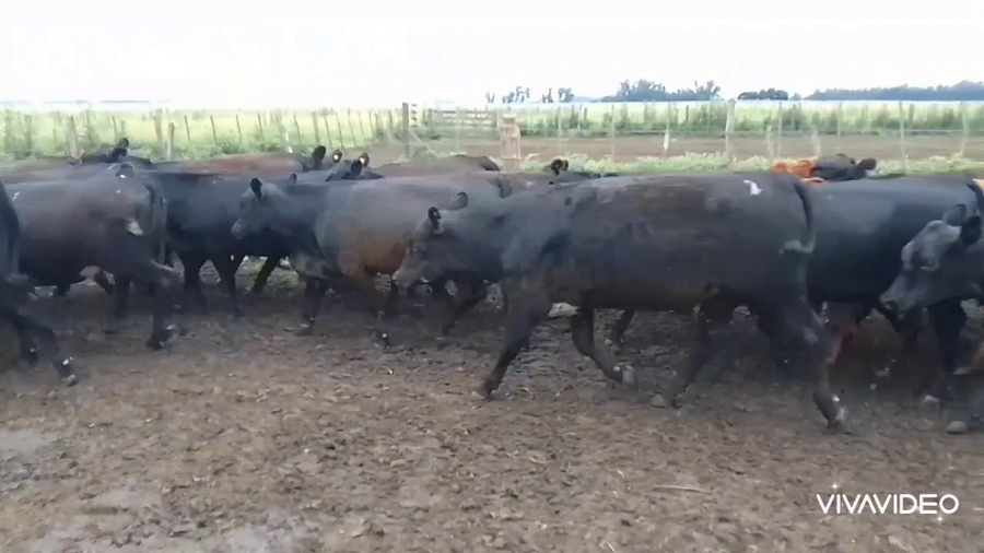 Lote 76 Vaquillonas
