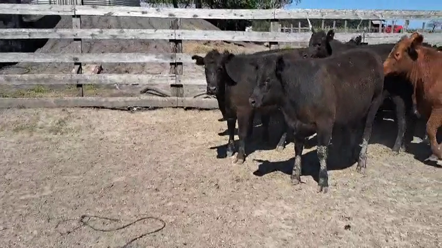 Lote 50 Vaquillonas en Entre Ríos, San Jaime