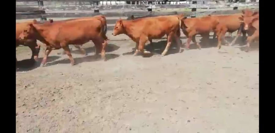 Lote 50 Terneros en Entre Ríos, Villaguay