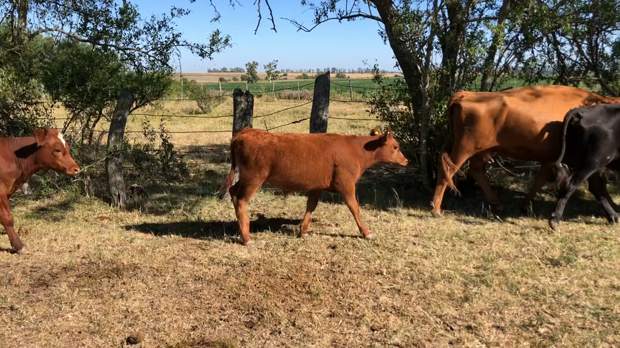 Lote 34 Vacas medio uso C/ cria