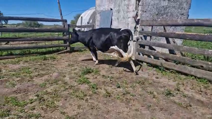 Lote Vaquillonas  a remate en Pantalla Camy 450kg - , San José