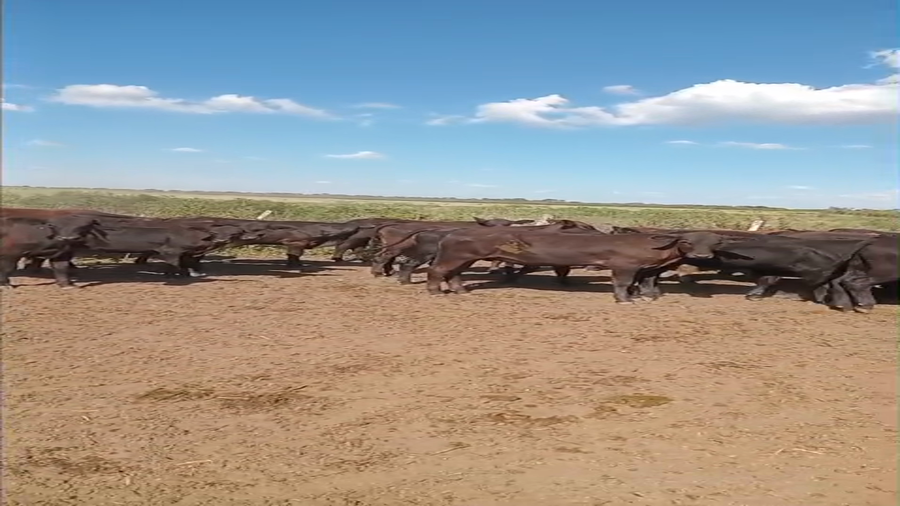 Lote 180 Terneros en Chaco, Chorotis