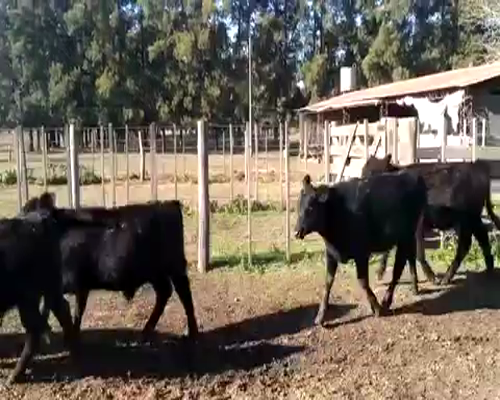 Lote 37 Terneros/as de 185Kg en Lobos, Buenos Aires