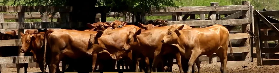 Lote VAQUILLAS CBO 1 REGISTRADAS - P/ SERVICIO