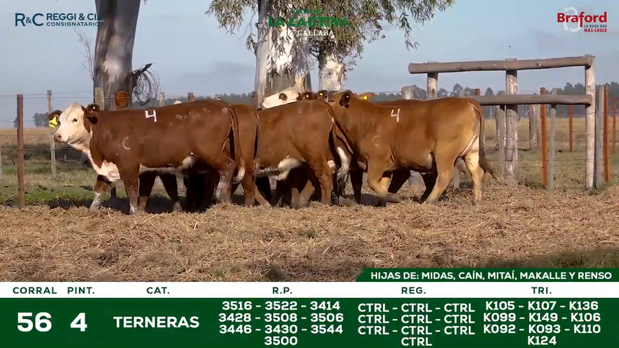 Lote TERNERAS BRAFORD CONTROLADAS SEÑAL 25   Cabaña La Cautiva