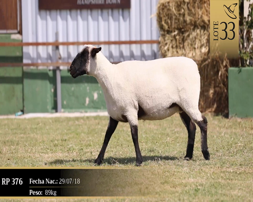 Lote Borregas a remate en Cabaña Las Brujas, San José