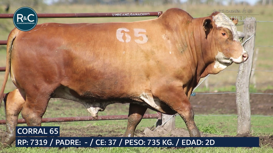 Lote Toro Braford