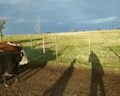 Lote 93 Terneros/as de 195Kg en Lobos, Buenos Aires