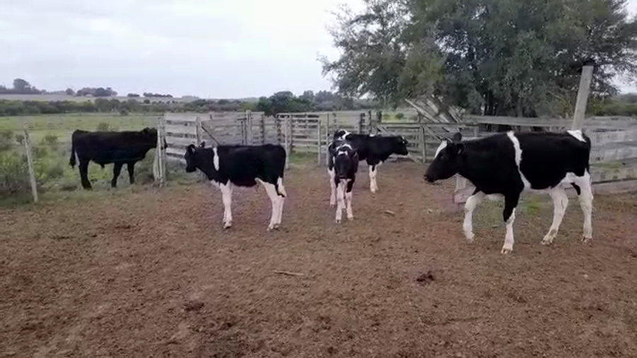 Lote NOVILLO - TERNEROS