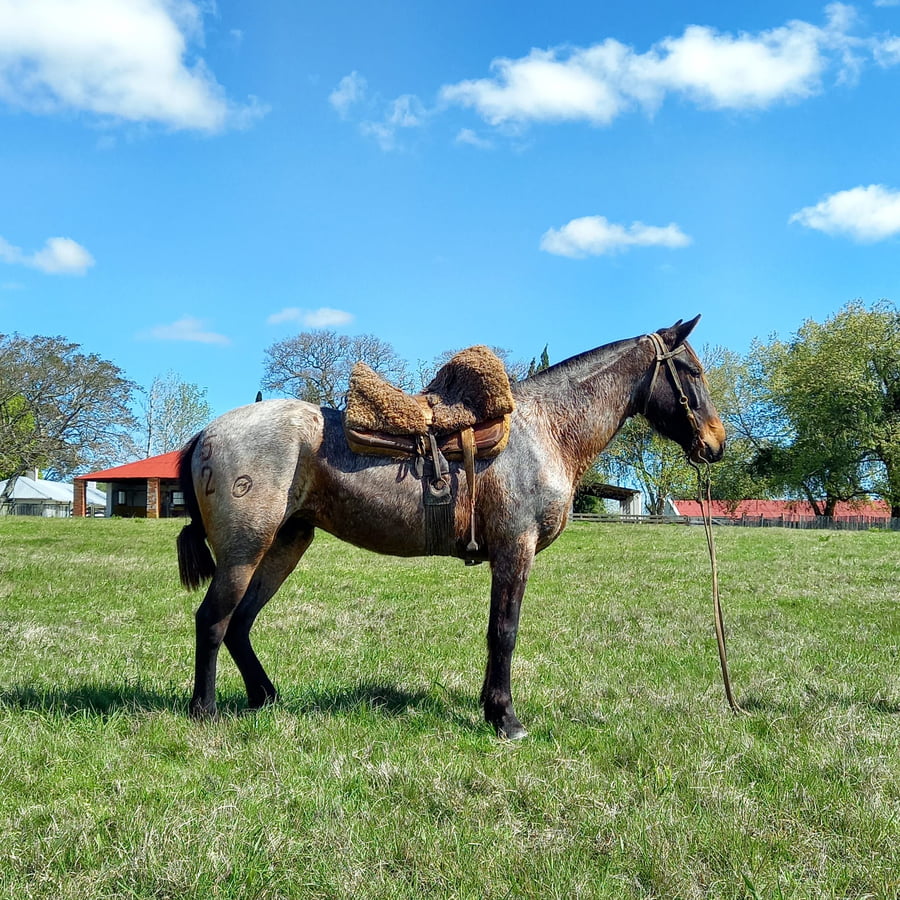 Lote Esperanza El Cimarrón (RP 52) - Cabaña El Cimarrón