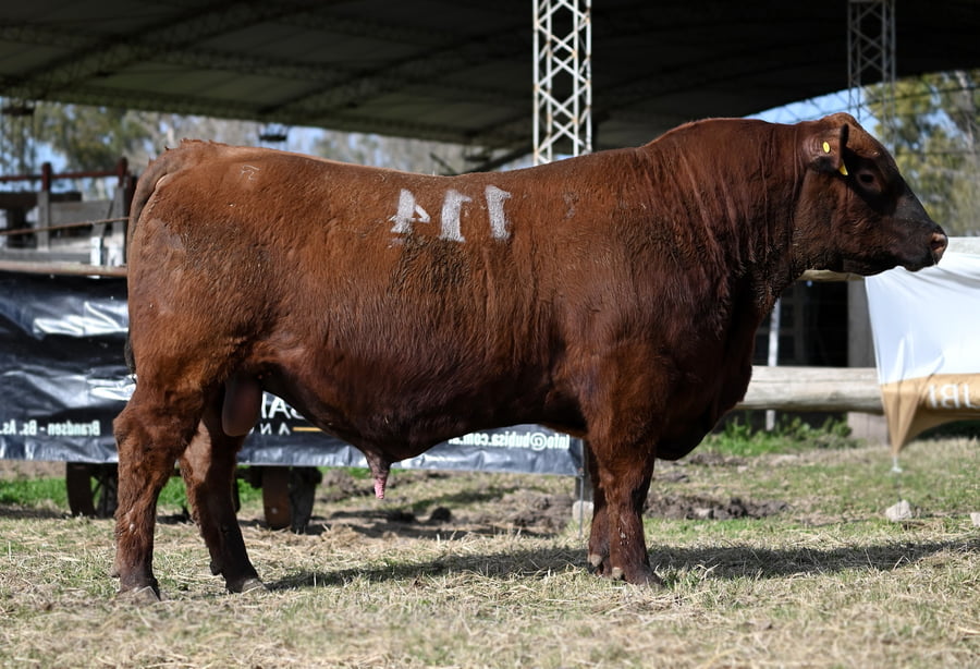 Lote TOROS PUROS CONTROLADOS