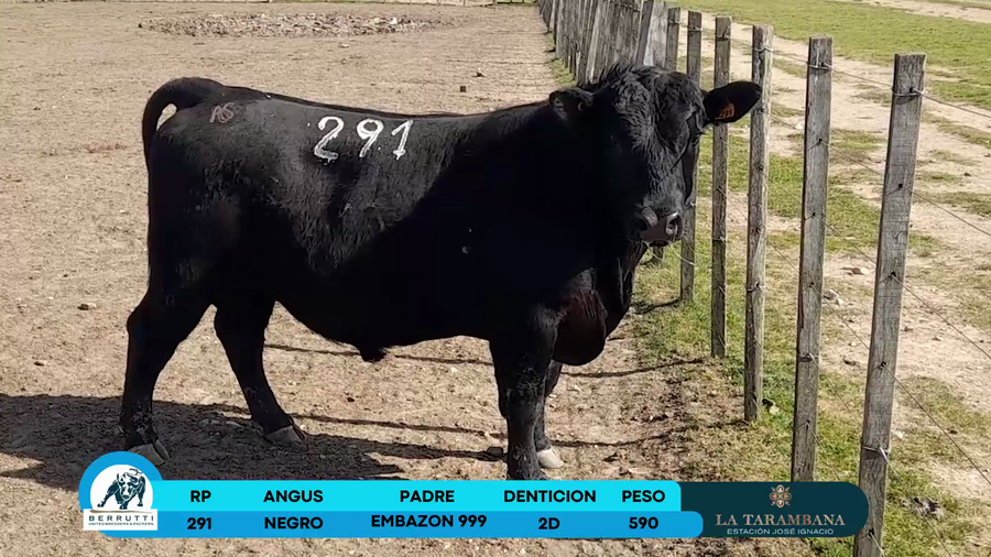 Lote Toros Angus a remate en Los Clase A 590kg - , Rocha
