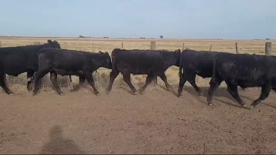 Lote 70 TERNS. MACHOS Y HEMBRAS, OLAVARRIA, PCIA. DE BS. AS.