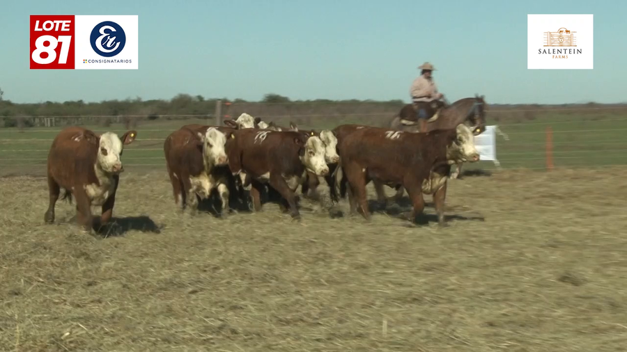 Lote Vaquillas Braford Generales para Servicio (Aptas Reproductivas por Tacto Rectal)