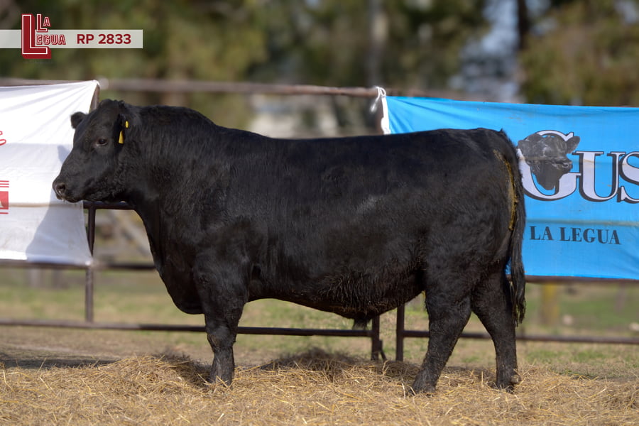 Lote TOROS ANGUS  PP