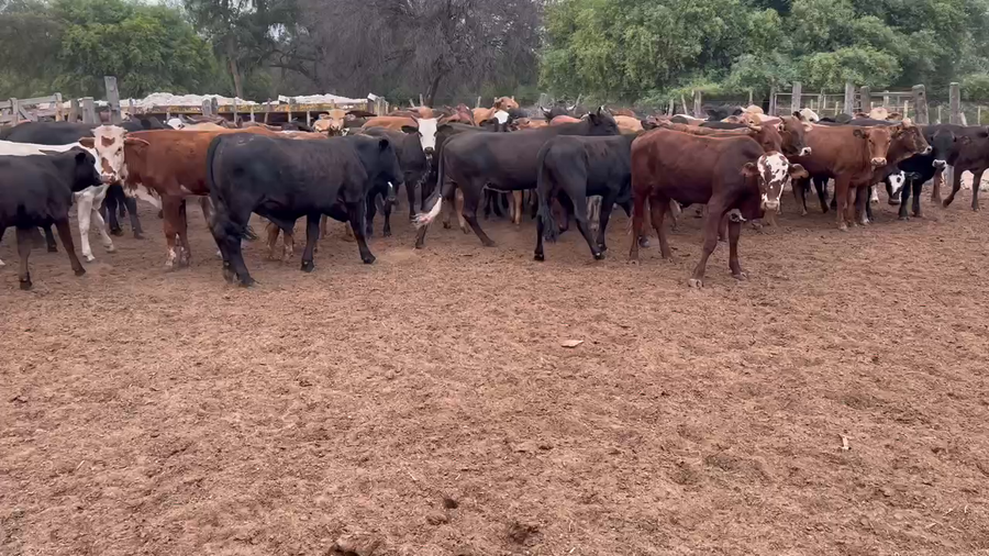 Lote 90 Novillitos y vaquillonas en Miraflores, Chaco