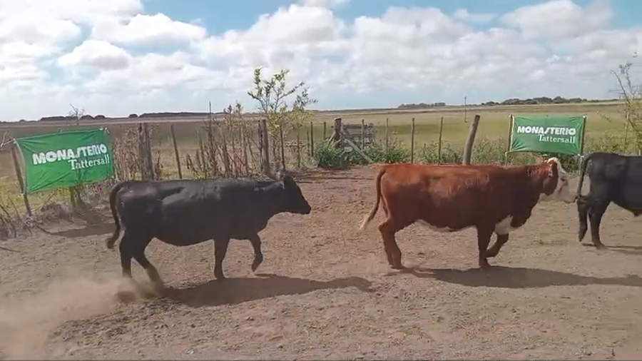 Lote 19 Terneros/as en Chascomús