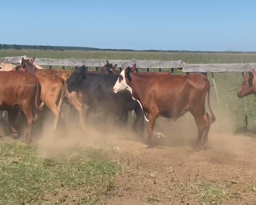 Lote 25 Vacas CUT  en Ituzaingó, Corrientes