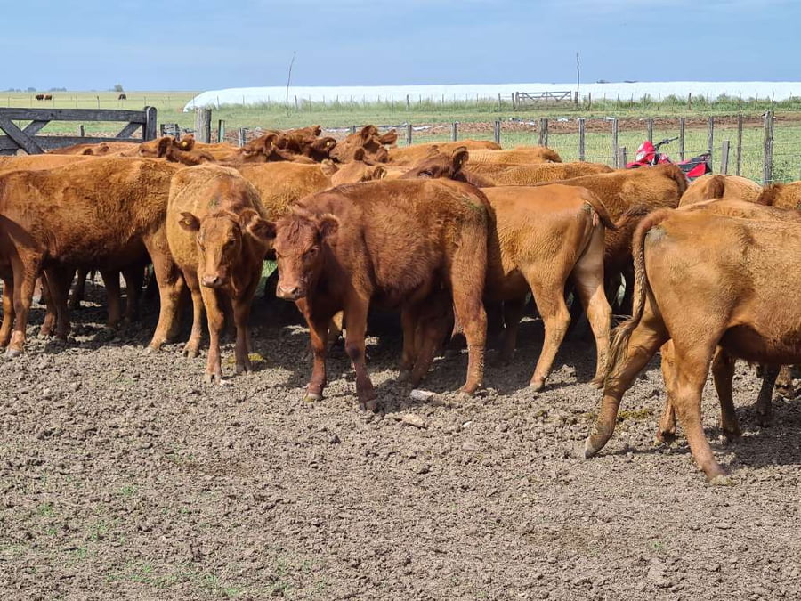 Lote 35 Vaquillonas preñadas en Gral. Lamadrid, Buenos Aires