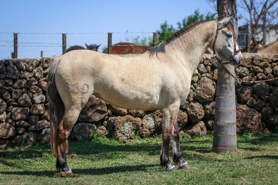 Lote Santa Ines Bella Donna