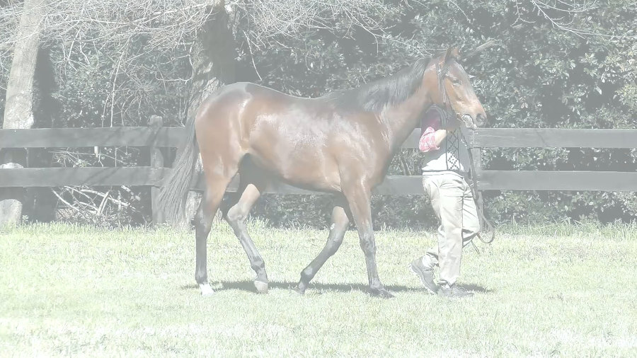 Lote NABINA TIME (ANNALS OF TIME -  NABTA)