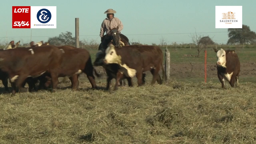 Lote Vaquillas Braford Generales para Servicio (Aptas Reproductivas por Tacto Rectal)