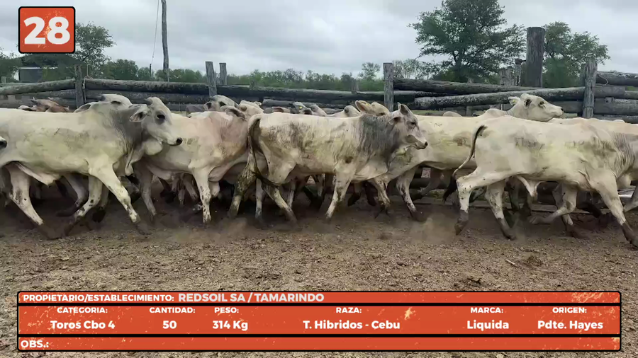 Lote LOTE 28