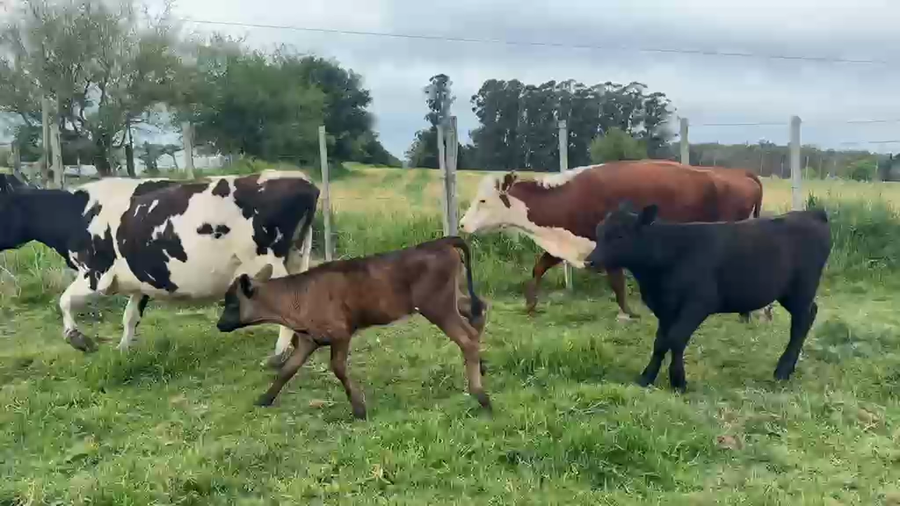 Lote PIEZA DE CRIA