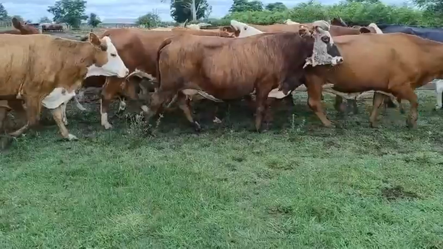 Lote 24 Vacas CUT con cría