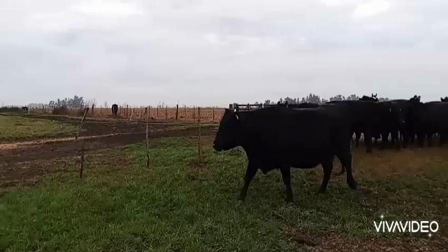 Lote 16 Vacas CUT preñadas en Gral. Belgrano, Buenos Aires