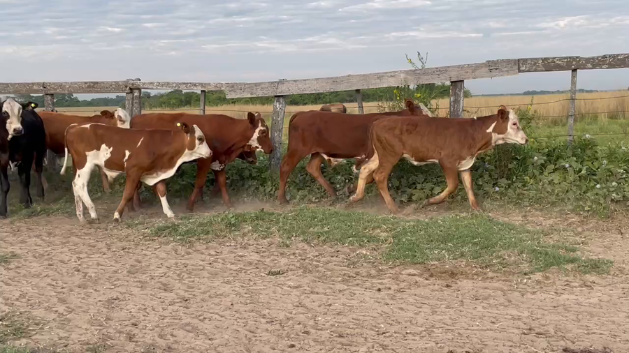 Lote 80 Terneros/as en Berón de Astrada, Corrientes