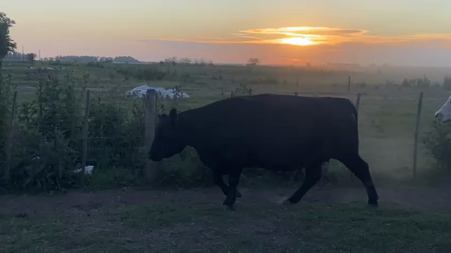 Lote 33 Vaca Consumo y exportación