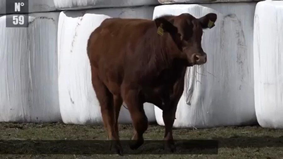 Lote 1 Toro en Coyhaique, XI Región Aysén