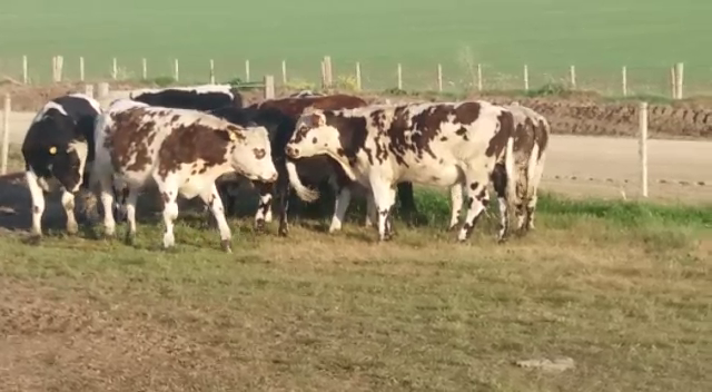 Lote (Vendido)9 Novillos NO/ HE a remate en Pantalla Carmelo 340kg -  en CONCORDIA