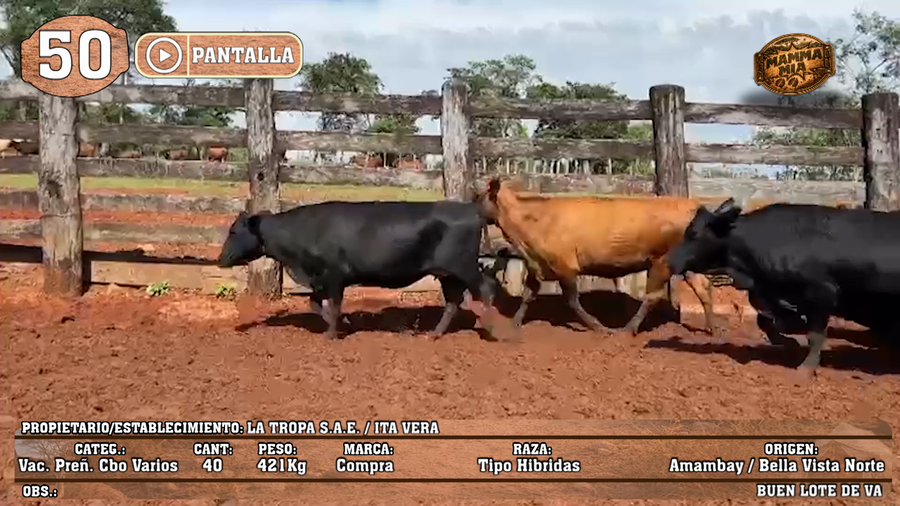 Lote LOTE 50 - POR PANTALLA