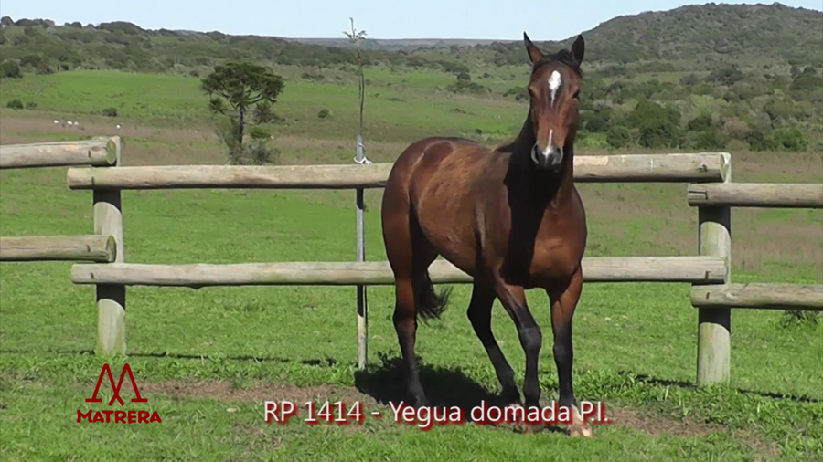 Lote MATRE PEPPY RURALERA