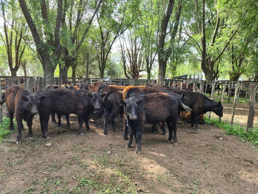 Lote 32 Novillitos en Gral. Lamadrid, Buenos Aires