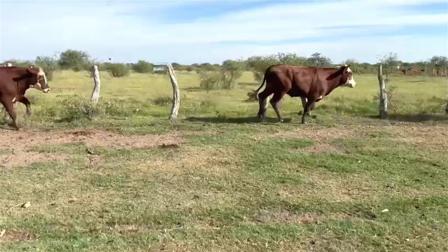 Lote 40 Novillitos en Corrientes, Mercedes