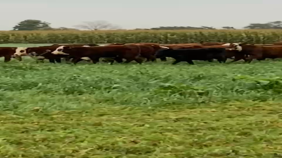 Lote 100 Terneros Braford en Santo Domingo, Santa Fe