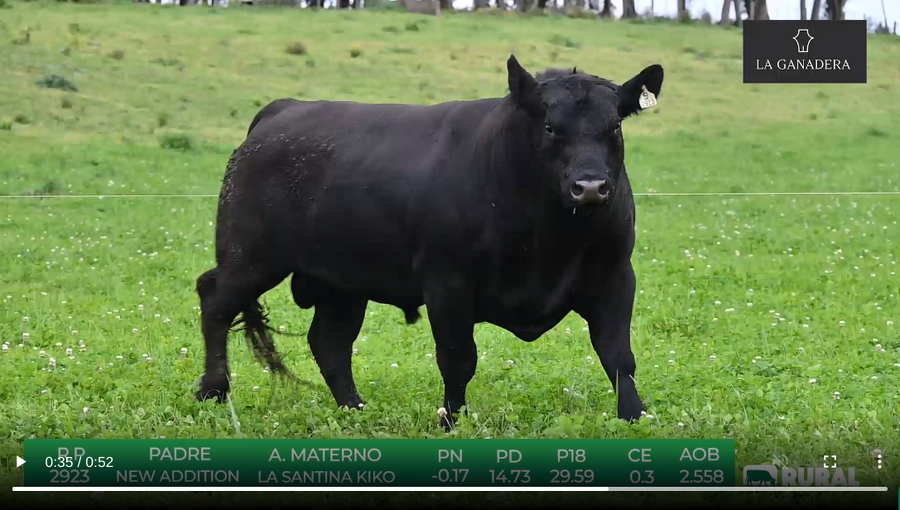 Lote Angus de La Ganadera