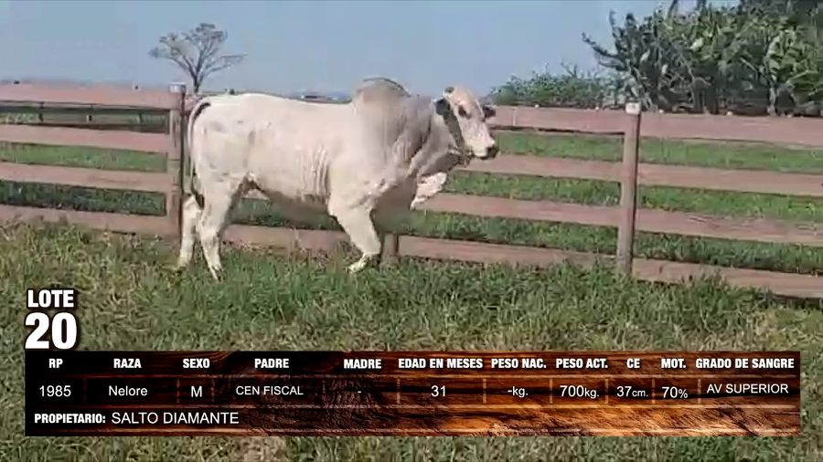 Lote Nelore