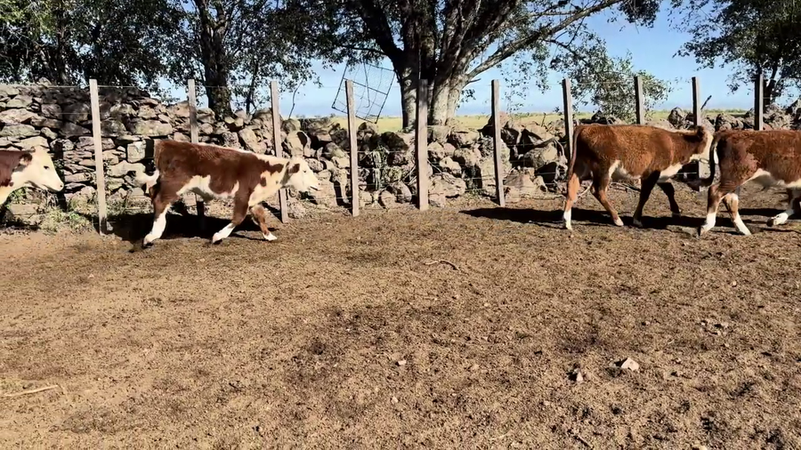 Lote TERNEROS