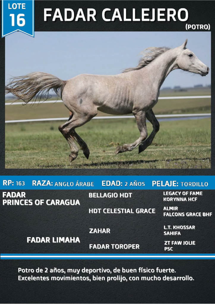 Lote FADAR CALLEJERO