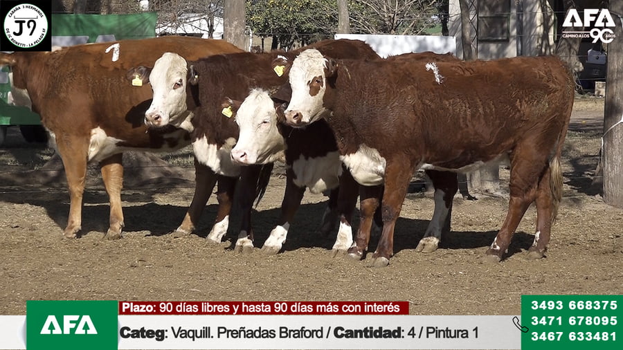 Lote "Cabaña ""3 HERMANOS"" Vaquillona Preñada"