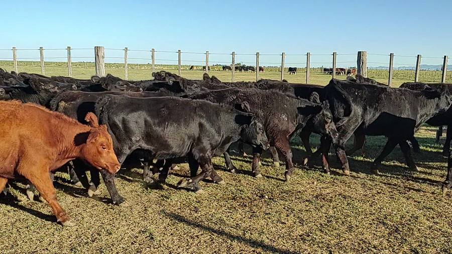 Lote 50 Vaquillonas en Espartillar, Buenos Aires