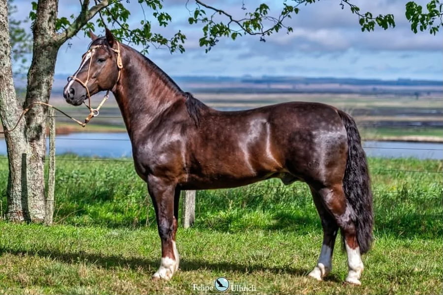 Lote SANTA ALICE POSTEIRO (Servicio)