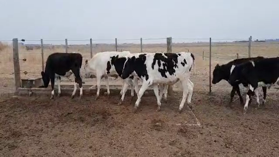 Lote 48 Terneros en Pellegrini, Buenos Aires