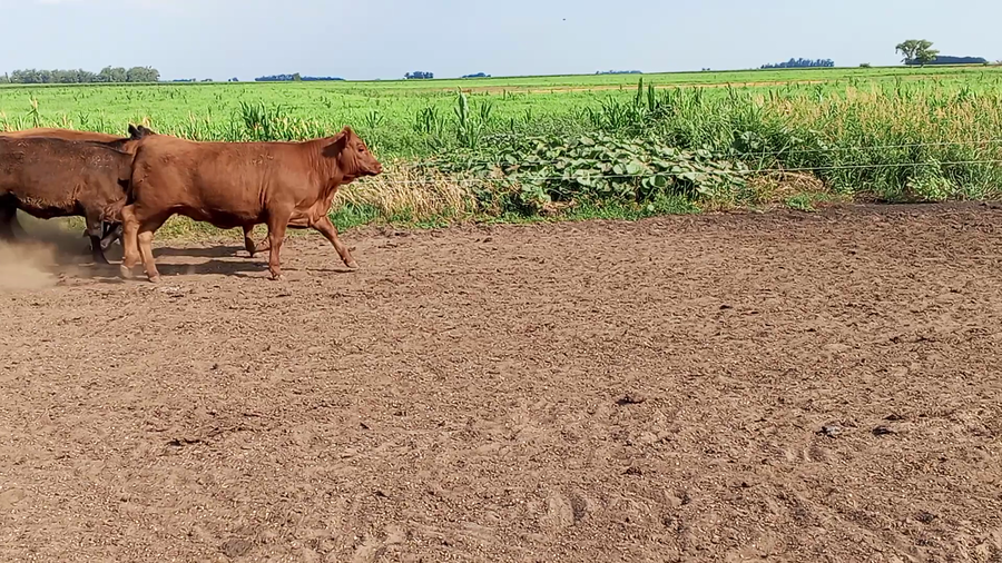 Lote 61 Terneros/as en Buenos Aires, Salazar